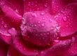 Peony in drops