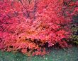 Canyon Maple Tree