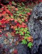 Canyon Maple Leaves & Rock