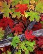 Red & Green Leaves
