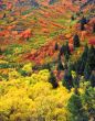 Autumn Tapestry