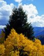 Alpine Loop Aspens