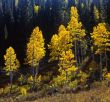 Uinta Forest Aspens