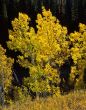 Uinta Forest Aspens