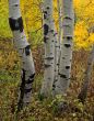 Uinta Forest Aspens