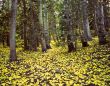 Uinta Forest Aspen Leaves