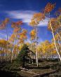 Ashley Forest Aspens