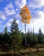 Ashley Forest Aspen