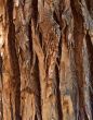 Cottonwood Tree Bark
