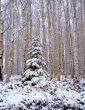 Ashley Forest Snow