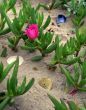 Shore Plants