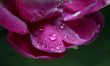 Peony in drops