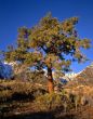 Mt Whitney & Pine Tree