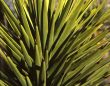 Mojave Yucca