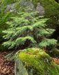 Small Tree & Moss