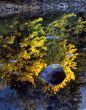 Rock & Leaf Merced River 2
