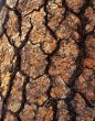 Pine Tree Bark