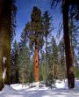 Sequoia Tree