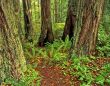 Redwood Forest 3