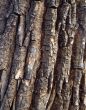 Vertical Tree Bark