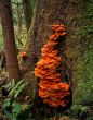 Orange Tree Fungus