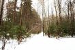 Russian Winter wood