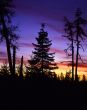 Tree Silhouette