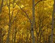 Yellow Trees