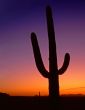 Saguaro Cactus Silhouette