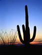 Saguaro Cactus Silhouette