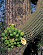 Saguaro Cactus Flower