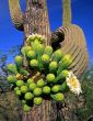 Saguaro Cactus Flower