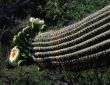 Saguaro Cactus Flower
