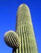 Saguaro Cactus