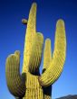 Saguaro Cactus