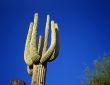 Saguaro Cactus