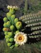Saguaro Cactus Flower