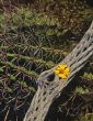 Cactus & Flower
