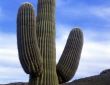 Saguaro Cactus