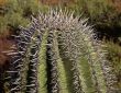 Saguaro Cactus