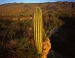 Saguaro Cactus