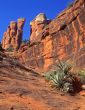 Red Rocks & Cactus