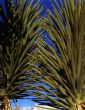 Mojave Yucca