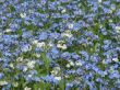 The bed of white blue flowers background