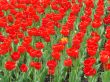 bed of scarlet red tulips 3