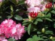 Bouquet of rosy pink spring flowers