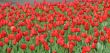 bed of scarlet red tulips
