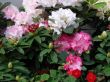 Bouquet of rosy pink spring flowers