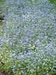 The bed of white blue flowers background