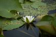 water-lily